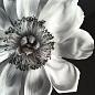 Картина Kelly Hoppen Black & White Flower
