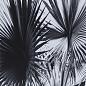 Картина Kelly Hoppen Black & White Palm Leaves